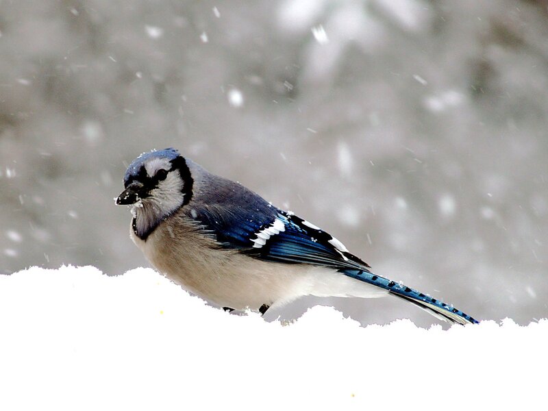 Blue Jay in Snow — Cold