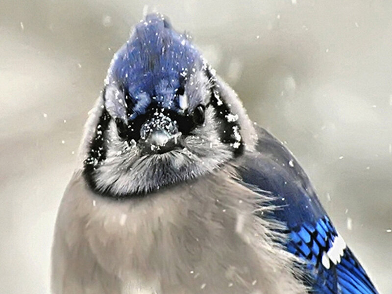 Blue Jay in Snow