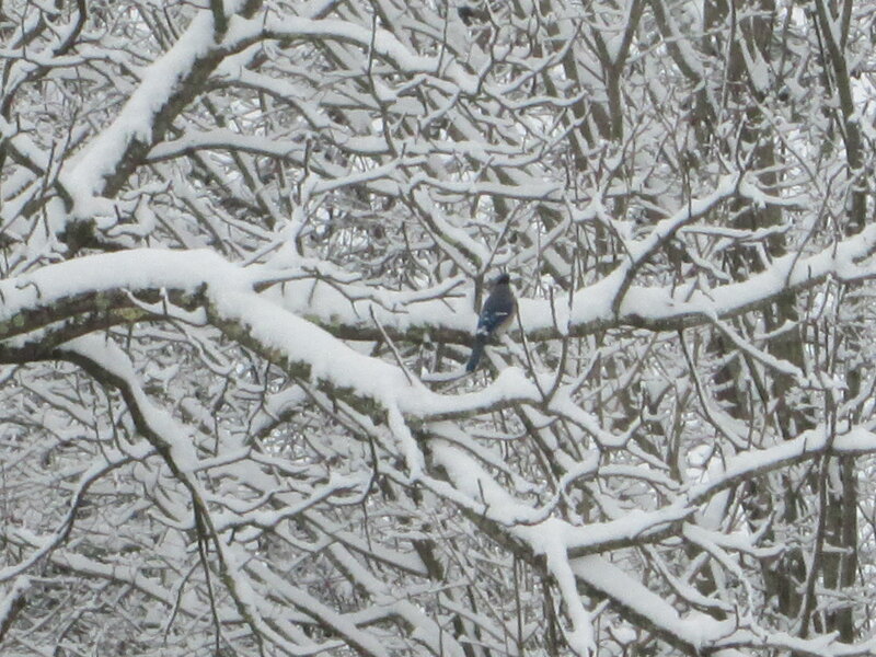 Blue Jay in Snow — White