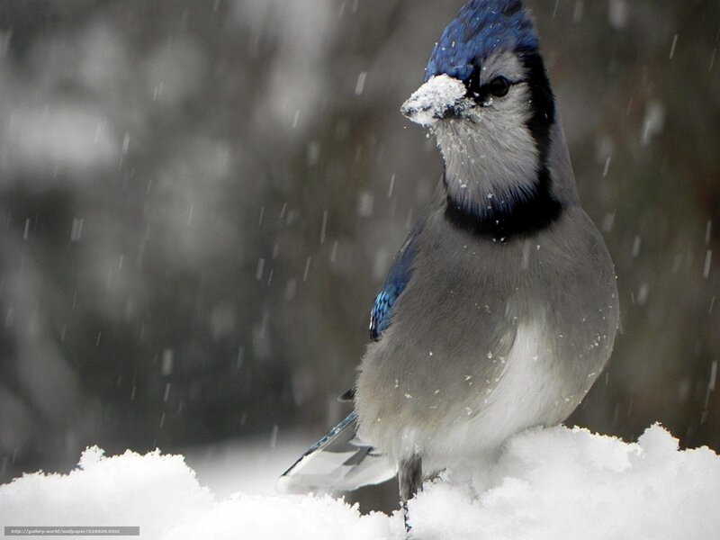 blue jay in snowstorm