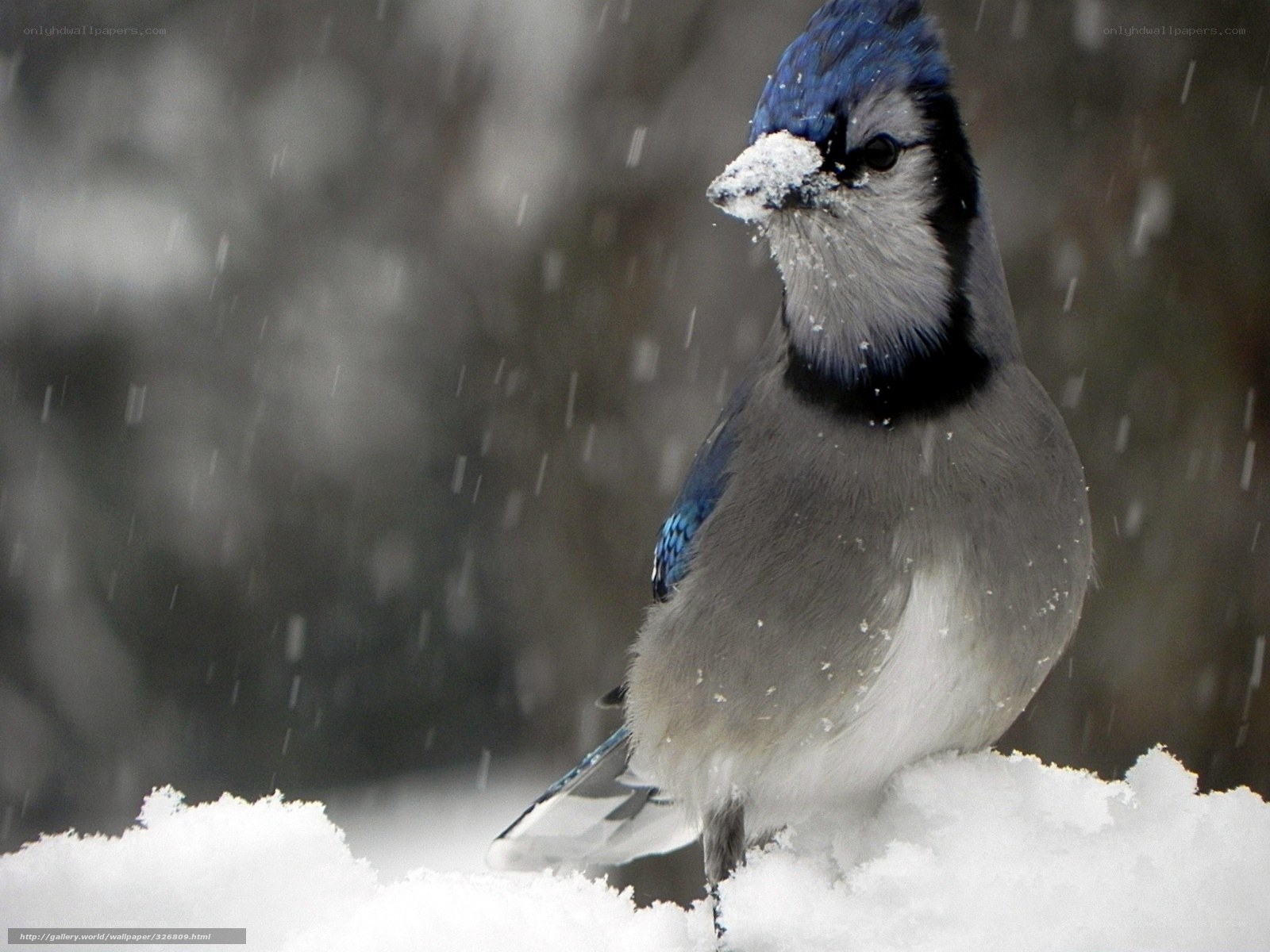 blue jay in snowstorm