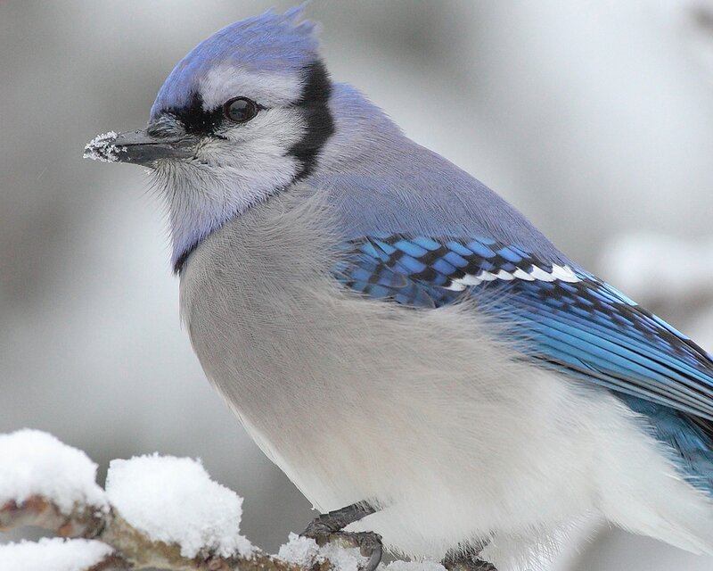 blue jay in the snow