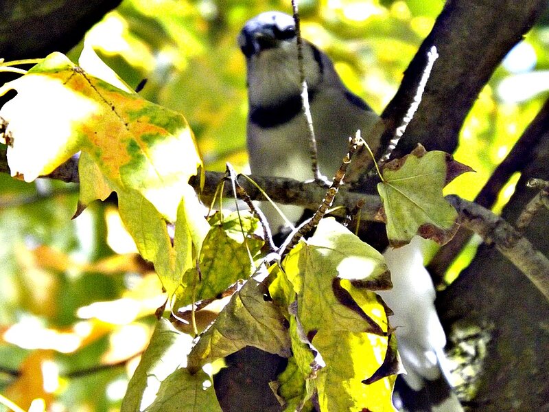 Blue Jay in Tree — Green