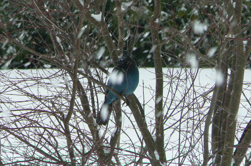 Blue Jay in Tree