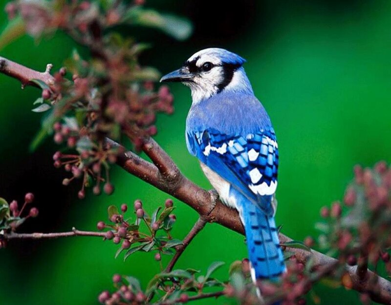 blue jay on a branch