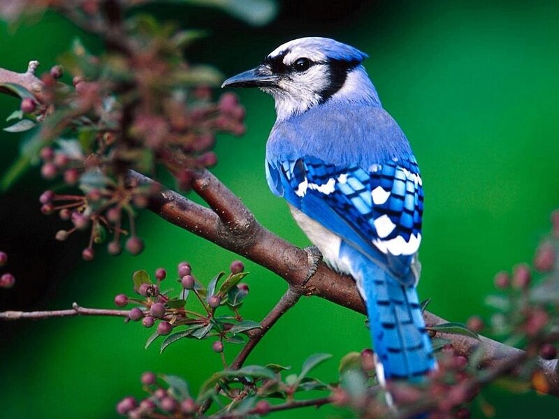 blue jay on a branch