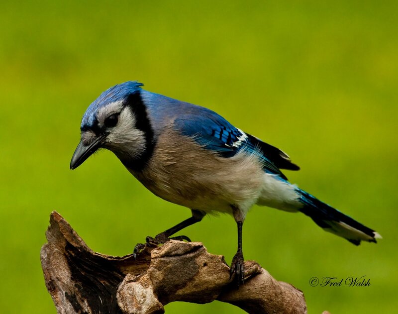 blue jay on a branch
