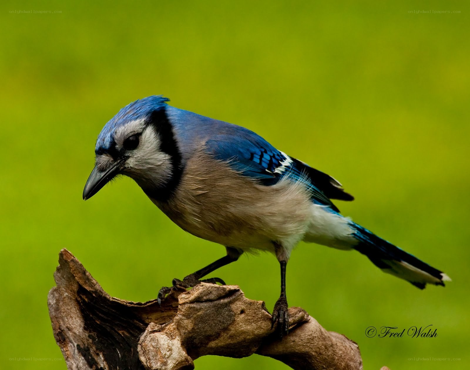 blue jay on a branch
