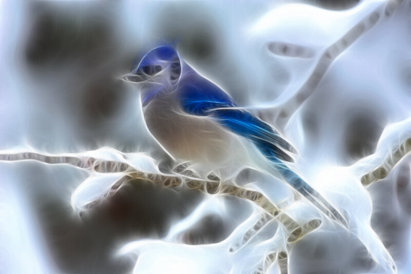 Blue jay on a branch