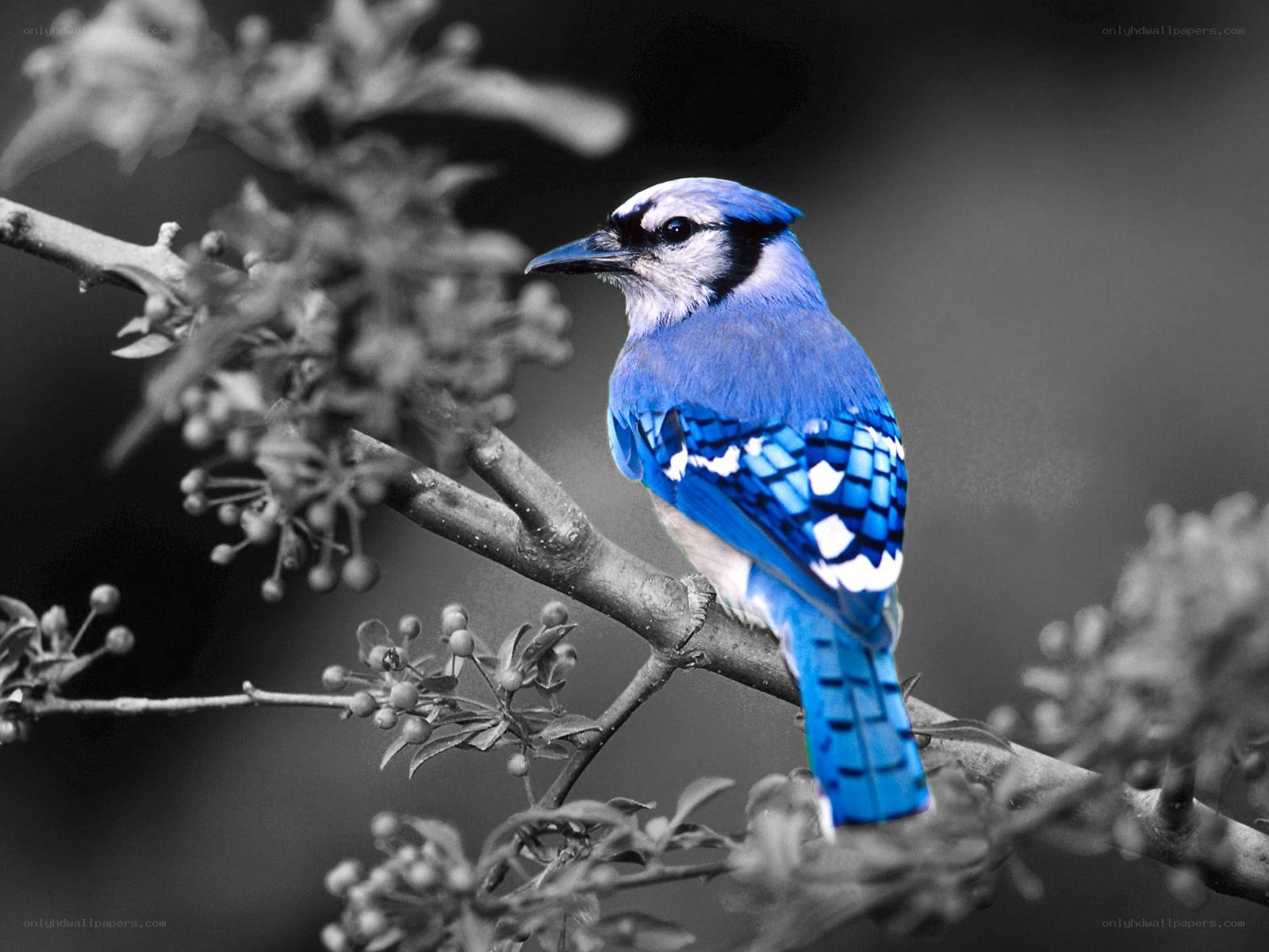 blue jay on a branch