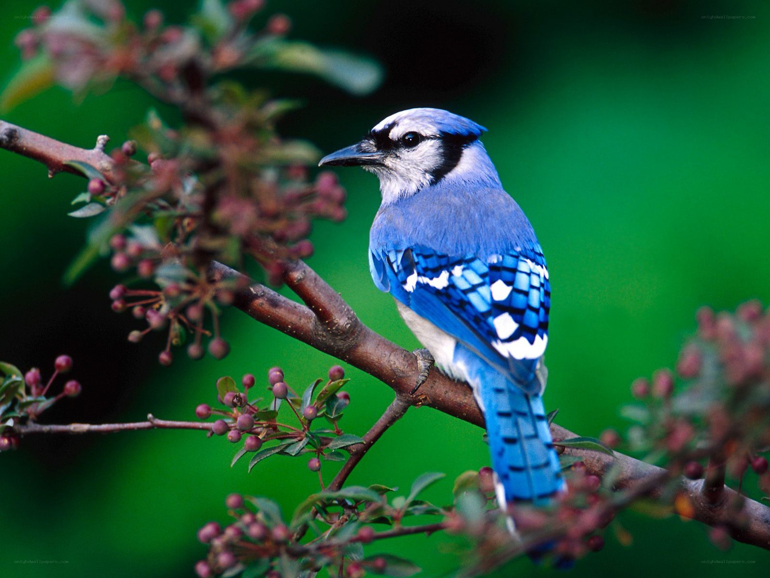 blue jay on a branch