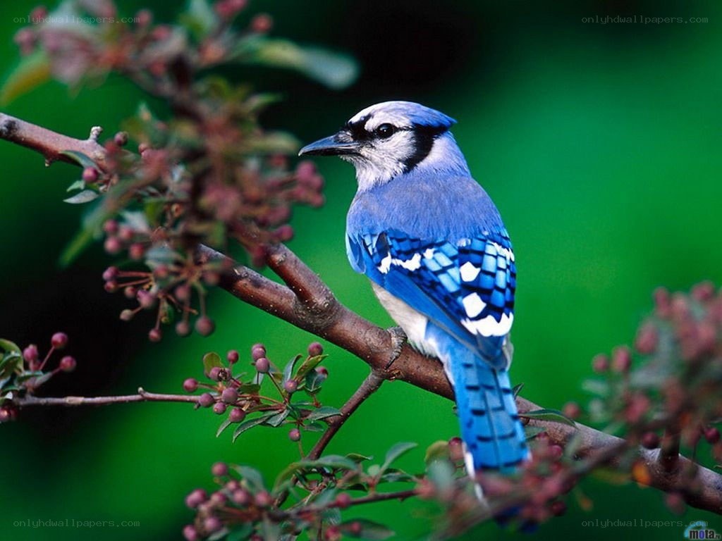 blue jay on a branch