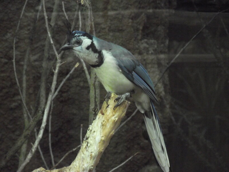 Blue Jay on a Branch — Calm