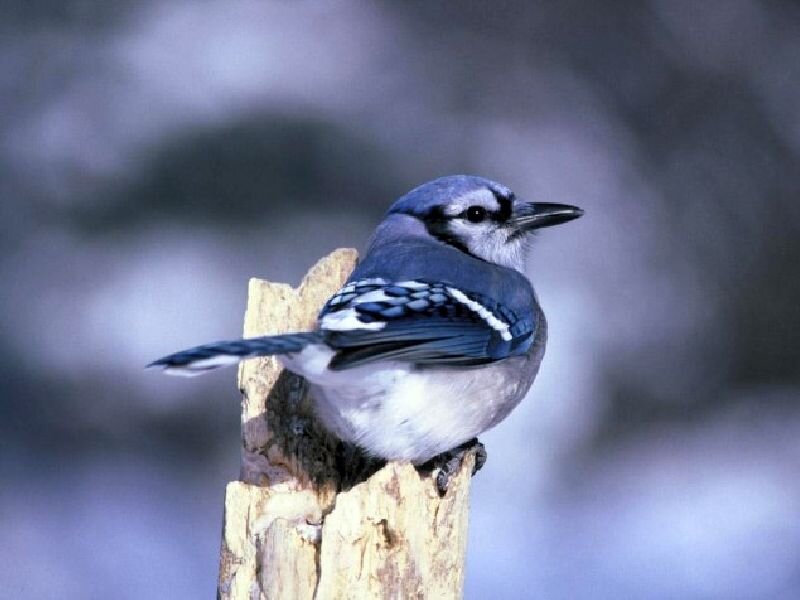 Blue Jay on a Branch — Calm, Winter
