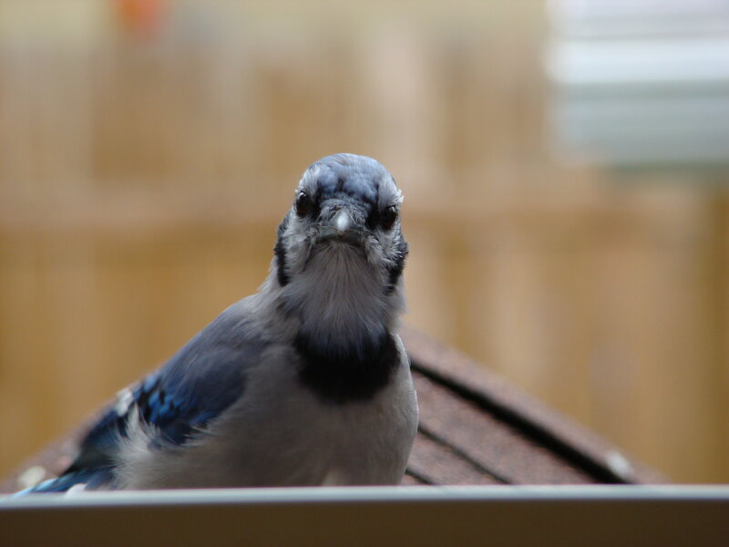 blue jay on a feeder