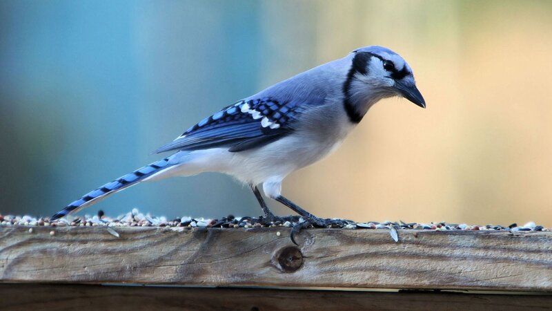 blue jay on a feeder