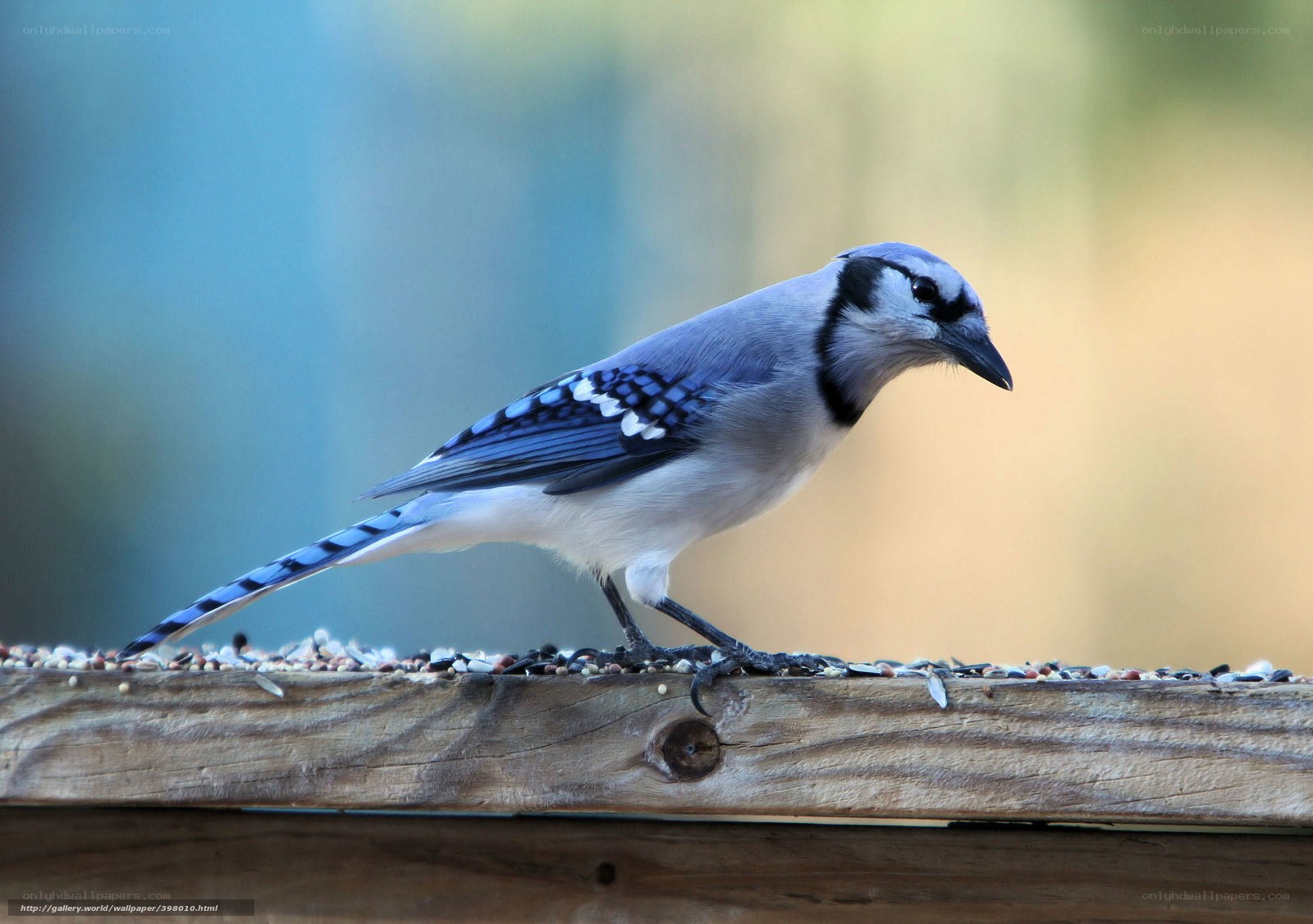 blue jay on a feeder