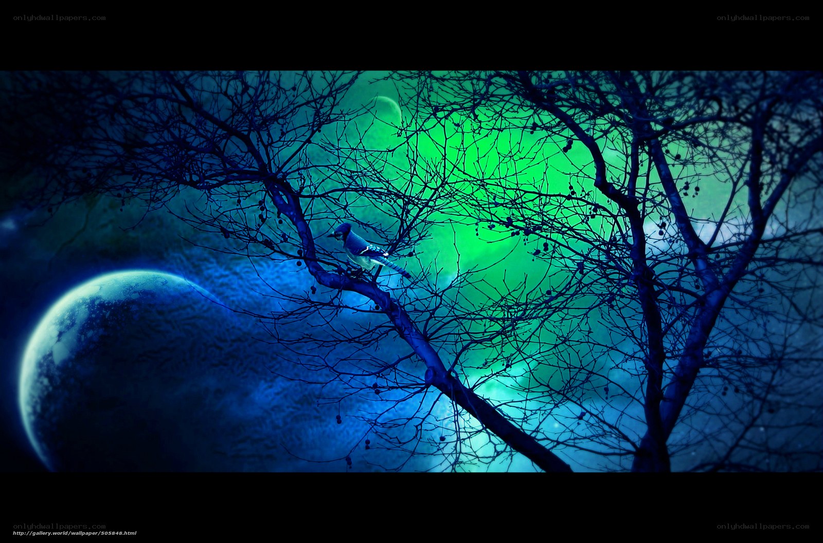Blue jay on a moonlit branch