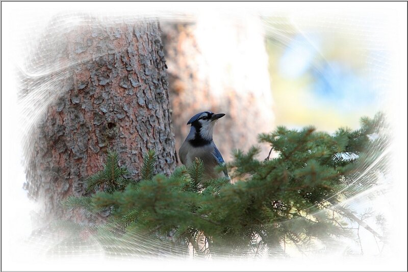 blue jay on a pine branch