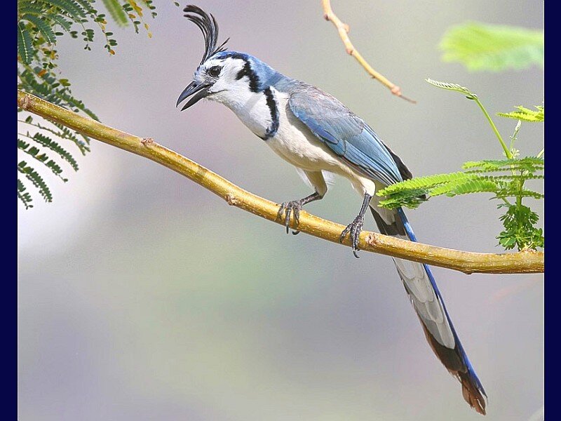Blue jay on a tree branch