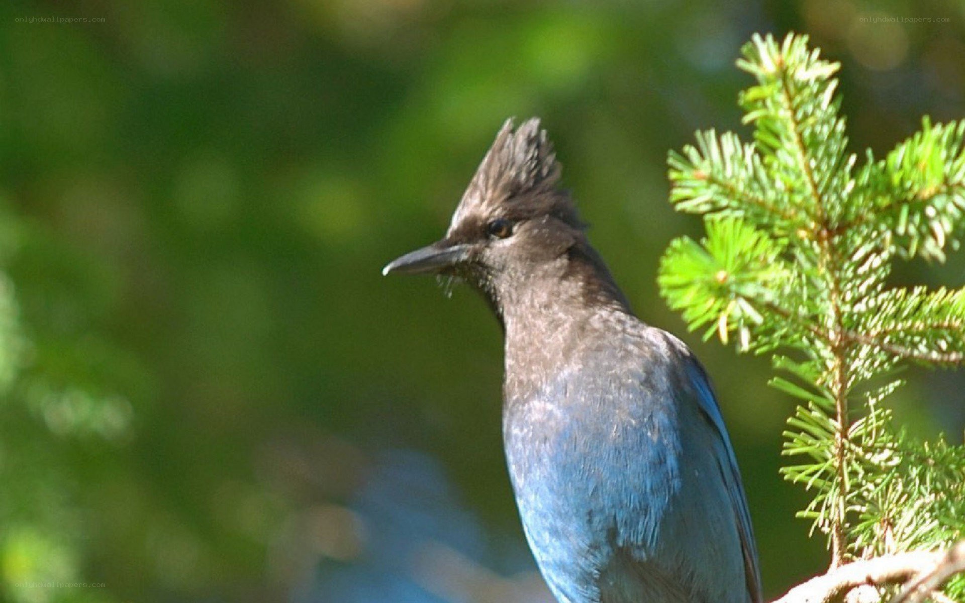 blue jay on a tree branch