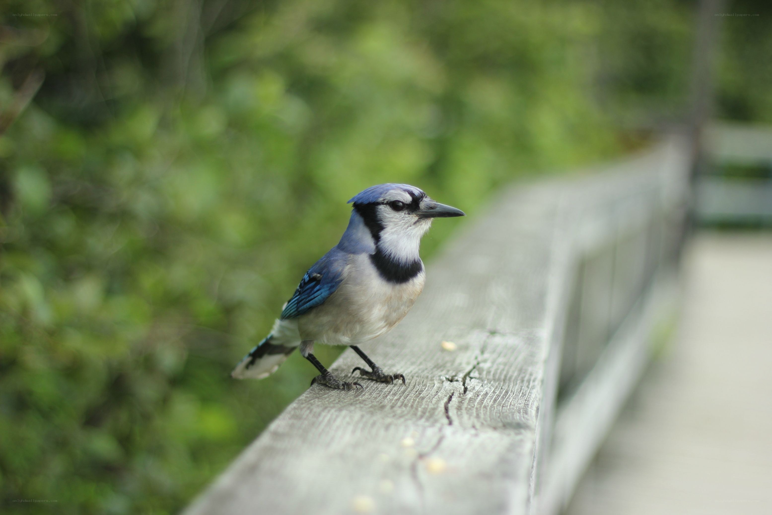blue jay on a wooden railing