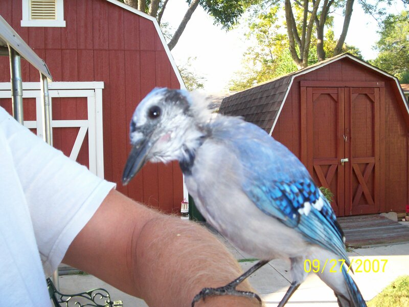 Blue Jay on Arm