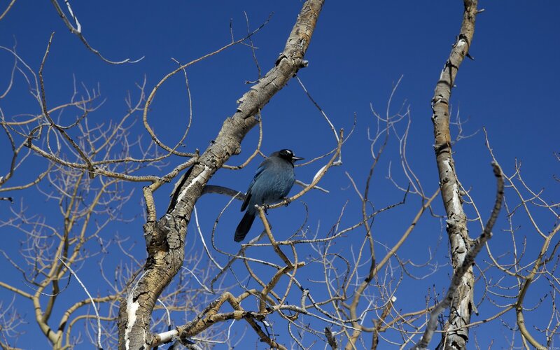 blue jay on bare branches