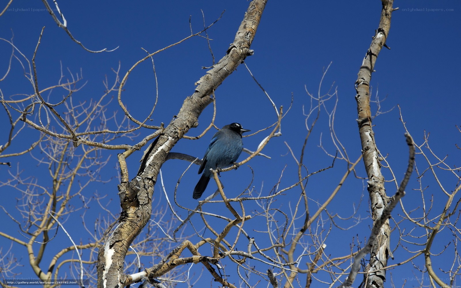 blue jay on bare branches