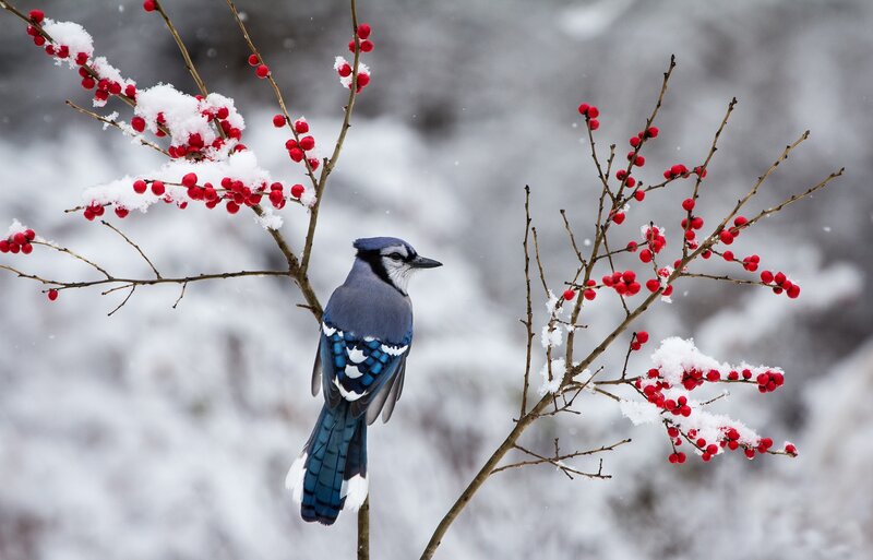 Blue Jay on Berry Branch