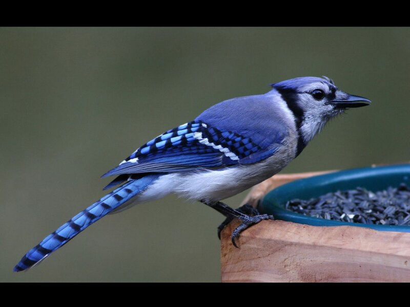 Blue Jay on Bird Feeder
