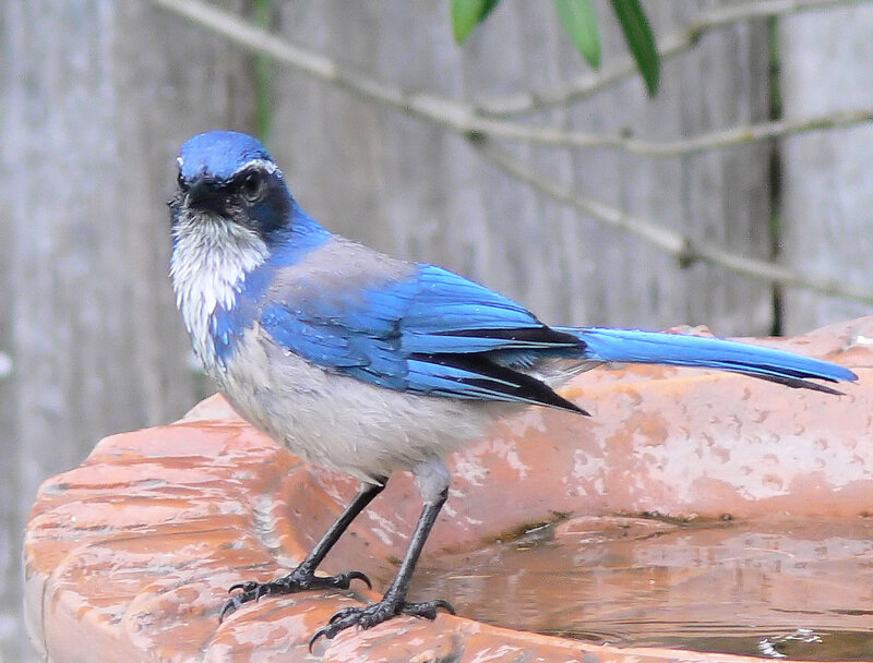 Blue Jay on Birdbath