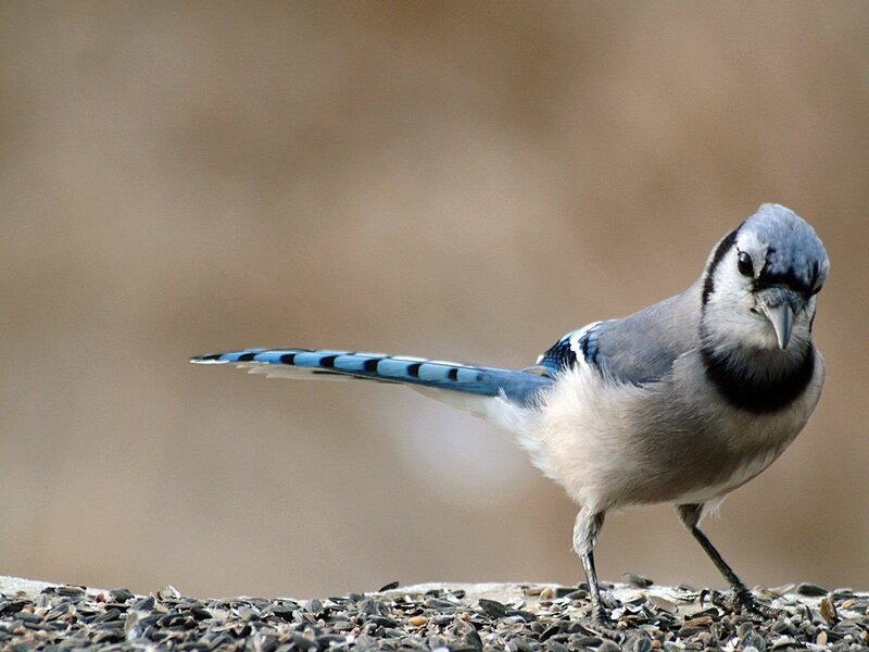 blue jay on birdseed