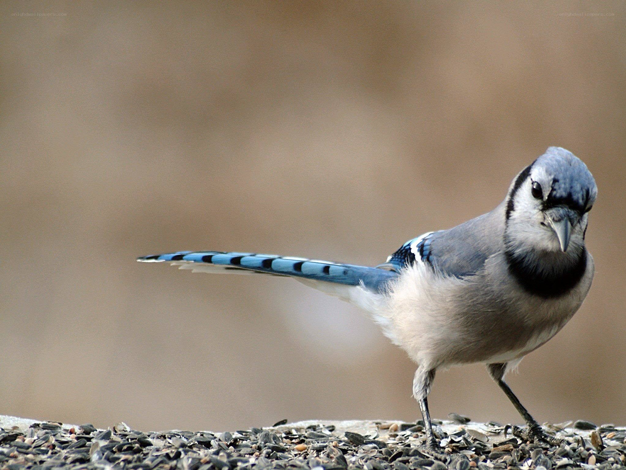 blue jay on birdseed