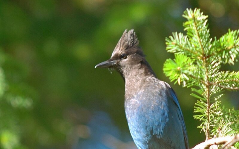 Blue Jay on Branch — Calm, Afternoon, Photograph, Pine Needles