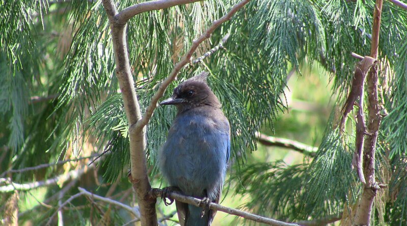 Blue Jay on Branch — Calm, Afternoon, Photograph