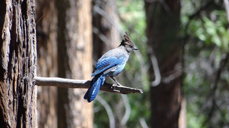 Blue Jay on Branch — Calm, Afternoon, Photograph, Tree