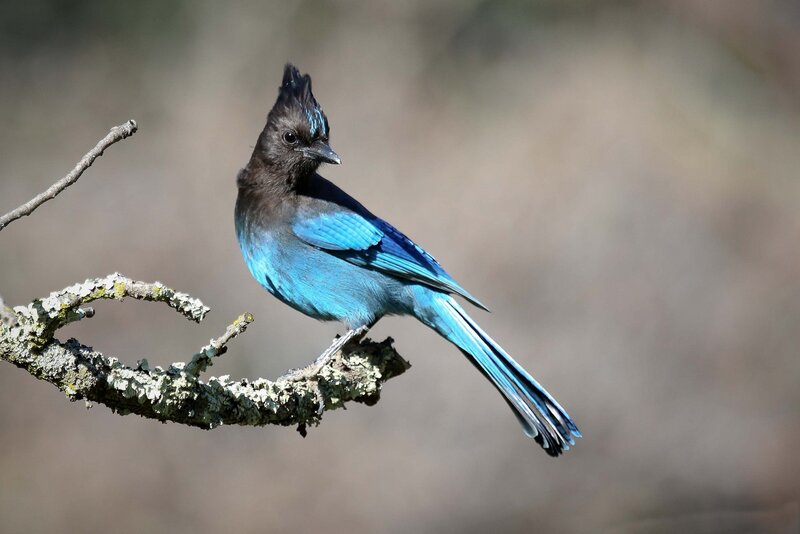 Blue Jay on Branch — Calm, Afternoon