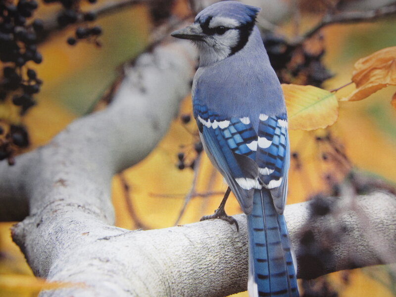 Blue Jay on Branch — Calm, Autumn, Photograph
