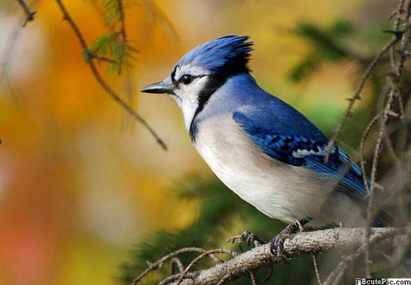 Blue Jay on Branch — Calm, Autumn