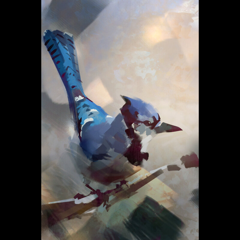 Blue Jay on Branch — Calm, Morning