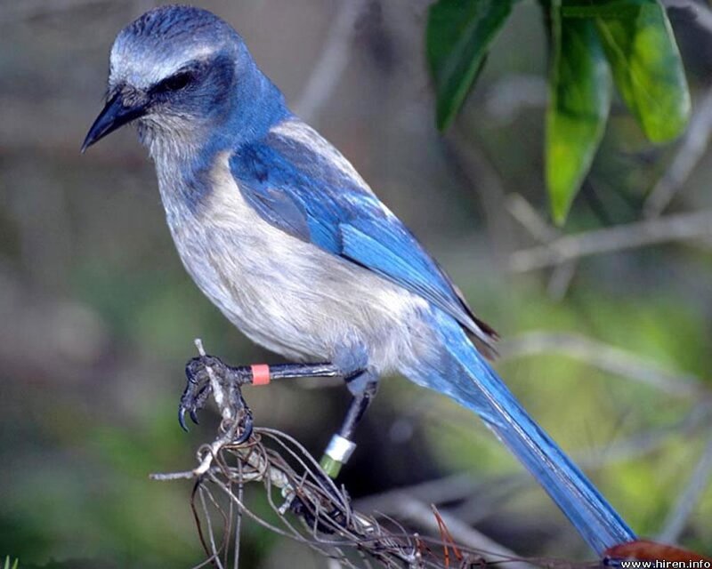 Blue Jay on Branch — Calm, Photograph, Leaves, Band