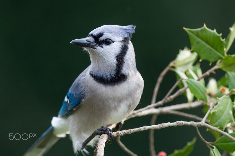 Blue Jay on Branch — Calm, Photograph, Leaves