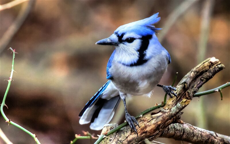 Blue Jay on Branch — Calm, Photograph, Thorn