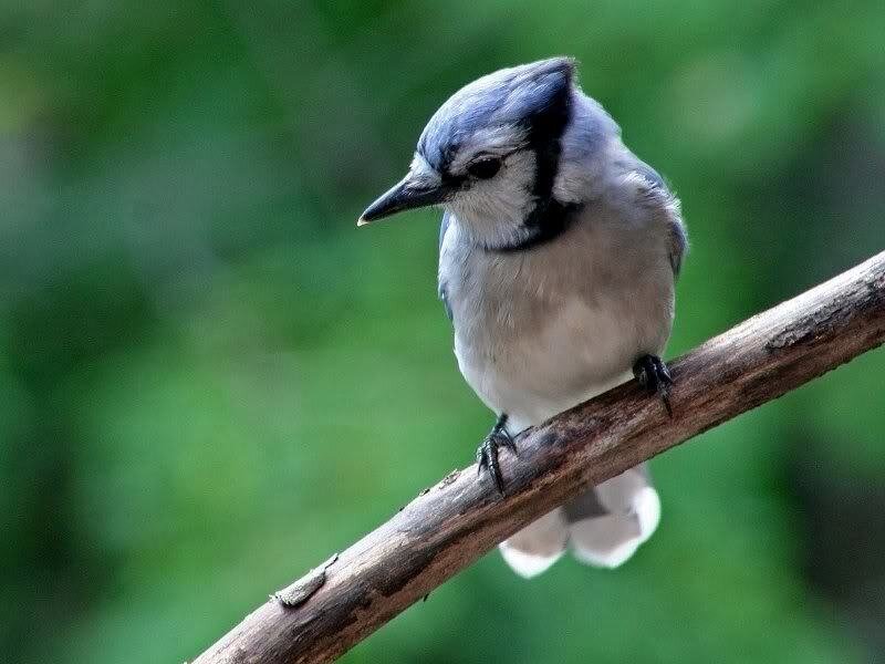 Blue Jay on Branch — Calm, Photograph