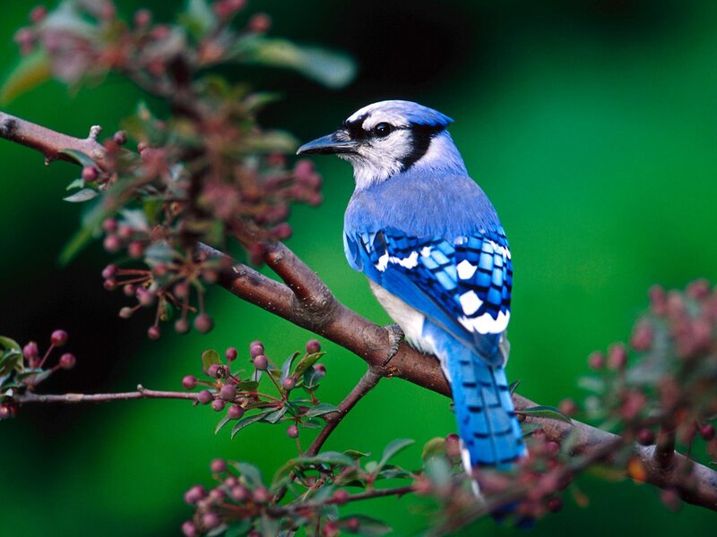 Blue Jay on Branch — Calm, Spring, Photograph, Berries, Leaves, Green, Brown