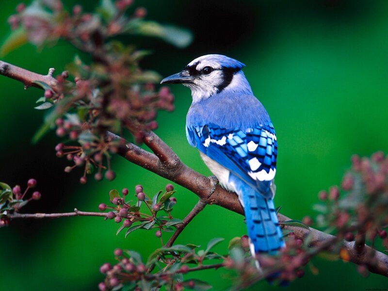 Blue Jay on Branch — Calm, Spring, Photograph, Berries, Leaves