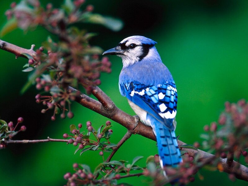 Blue Jay on Branch — Calm, Spring, Photograph, Berries
