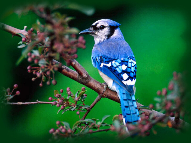Blue Jay on Branch — Calm, Spring, Photograph