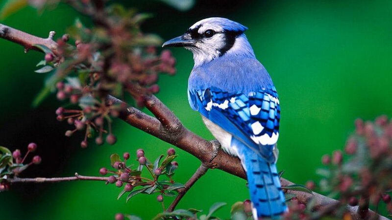 Blue Jay on Branch — Calm, Spring